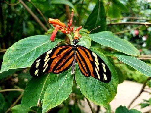 butterfly pavillion